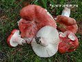 Russula sanguinea-amf1734
